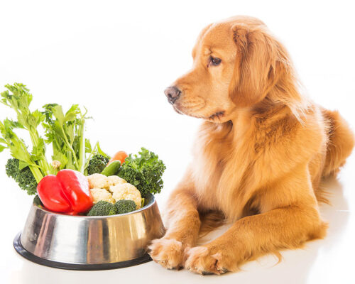 Dieta cetogénica para perros con epilepsia
