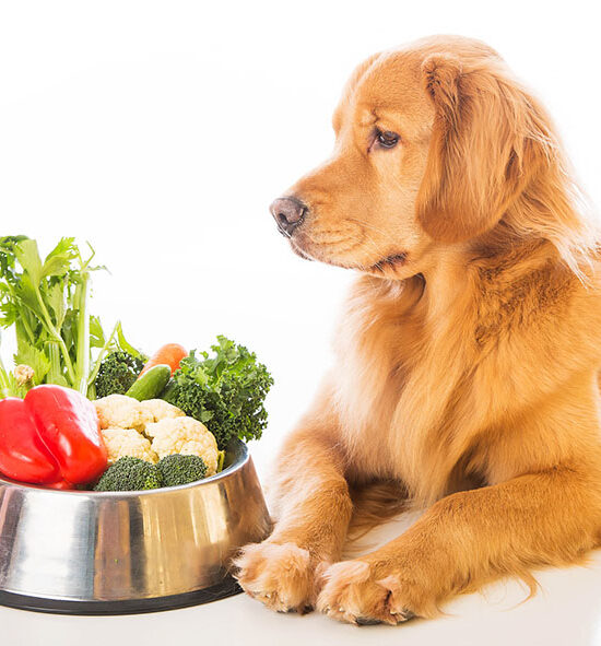 Dieta cetogénica para perros con epilepsia
