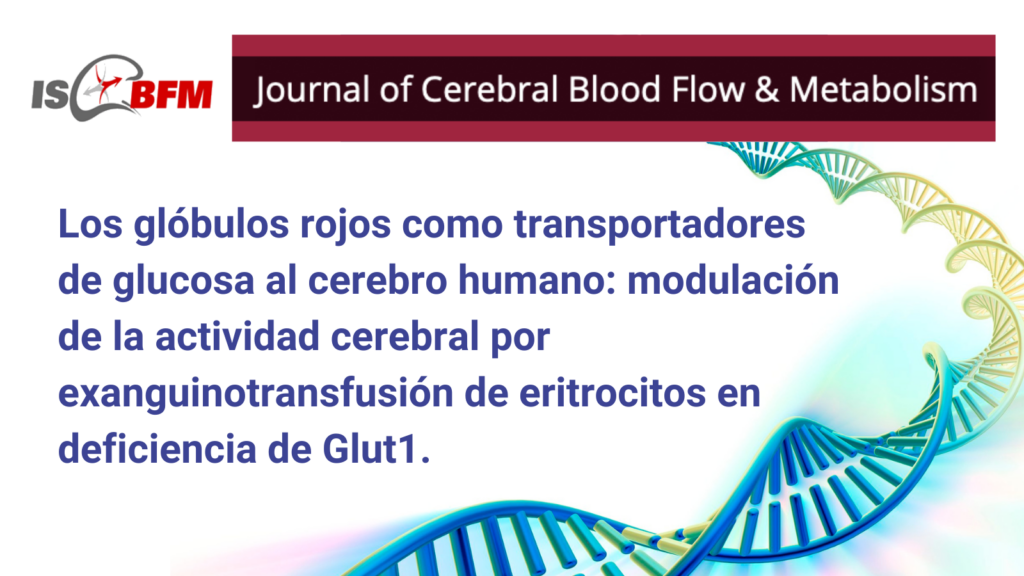 Los glóbulos rojos como transportadores de glucosa al cerebro humano