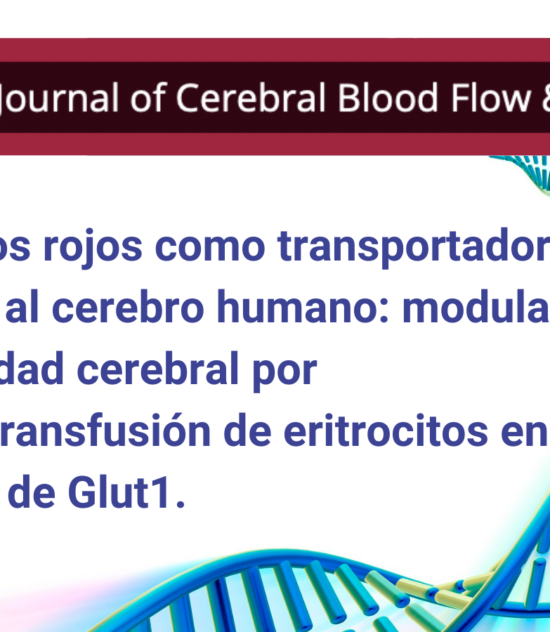 Los glóbulos rojos como transportadores de glucosa al cerebro humano